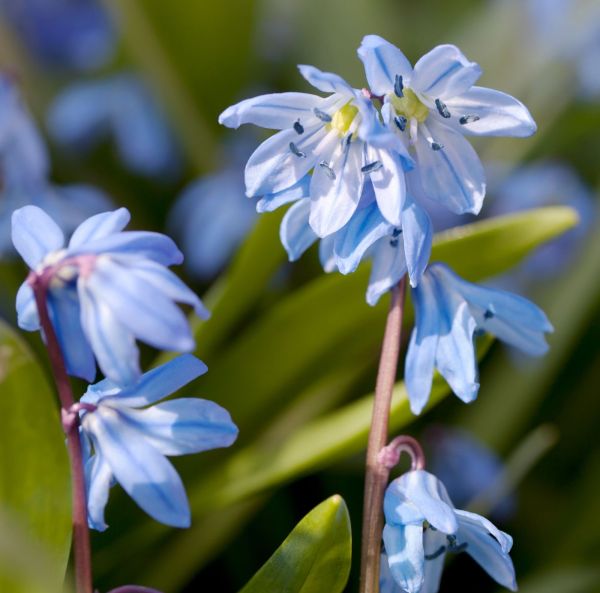 Persisk Blåstjärna Persisk Blåstjärna